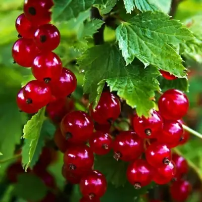 Смородина красная РОЛАН в Светлогорске