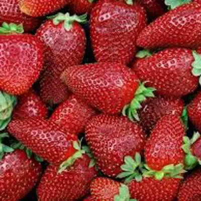 Клубника СКАЛА в Светлогорске