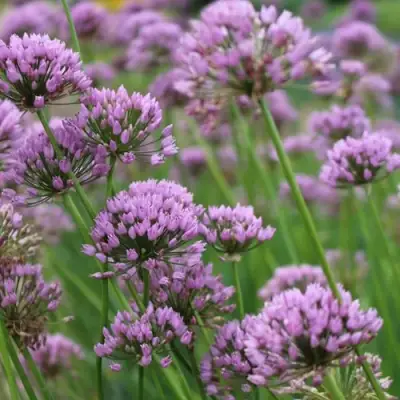 Лук угловатый в Светлогорске