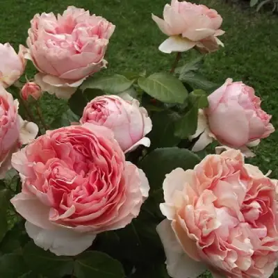 Роза ФИЛИНГ чайно-гибридная в Светлогорске