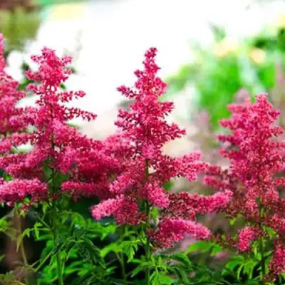 Астильба ЮНИК КАРМИН гибридная в Светлогорске