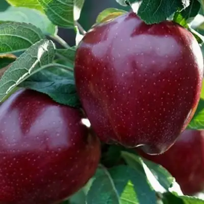 Яблоня РЕД ЧИФ в Светлогорске