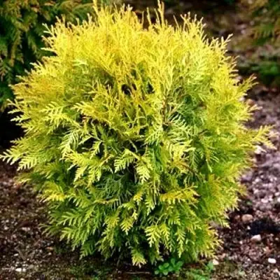 Туя ГЛОБОЗА АУРЕА западная в Светлогорске