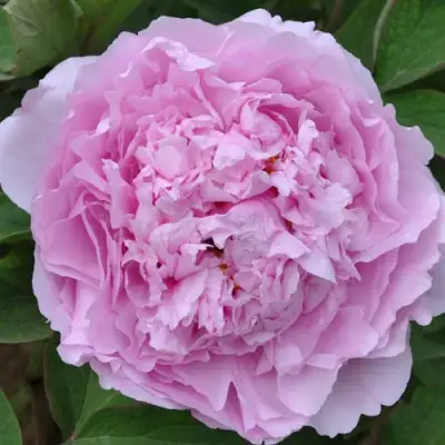 Пион ПРОЗРАЧНАЯ РОСА древовидный в Светлогорске