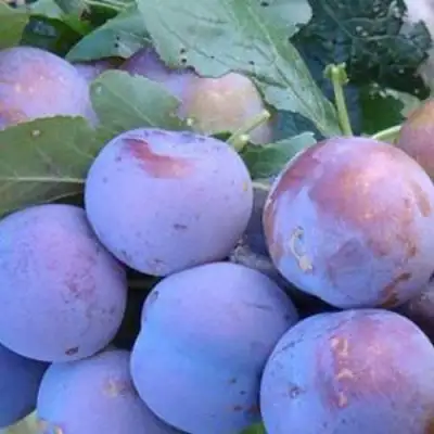 Слива НАГРАДА НЕМАНСКАЯ в Светлогорске