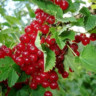 Смородина красная ГОЛЛАНДСКАЯ КРАСНАЯ в Светлогорске