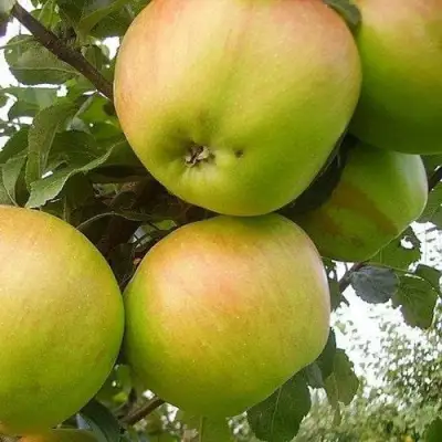 Яблоня ВЕРБНОЕ в Светлогорске