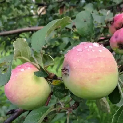 Яблоня УТРО в Светлогорске