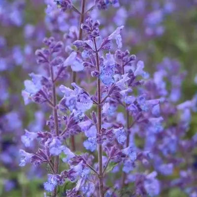 Котовник КИТ КЭТ фассена в Светлогорске