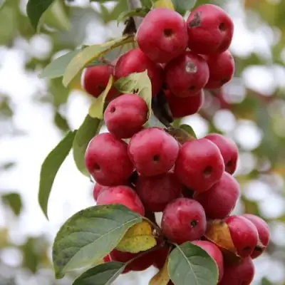 Яблоня РЕД ОБЕЛИСК колонновидная в Светлогорске