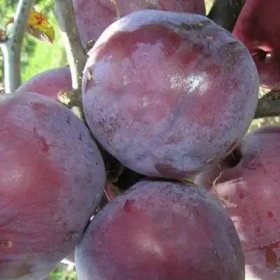 Слива ПАННА в Светлогорске