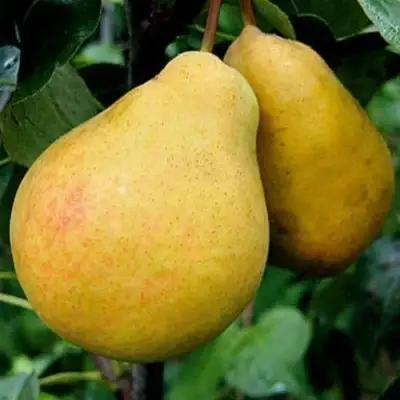 Груша ВЕЛИКАЯ ЛЕТНЯЯ (БОЛЬШАЯ ЛЕТНЯЯ) в Светлогорске