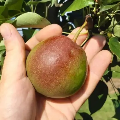 Груша КУПАЛА в Светлогорске