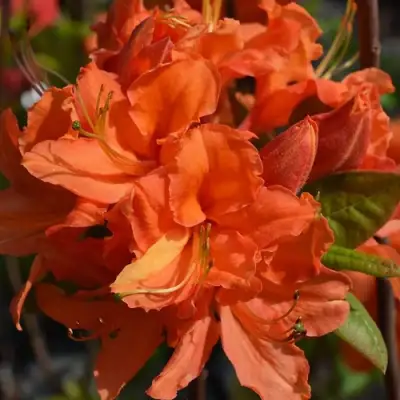 Азалия МАНДАРИН ЛАЙТС листопадная в Светлогорске