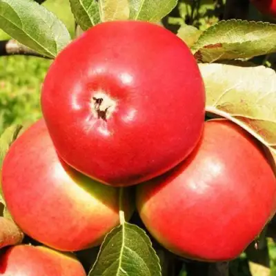 Яблоня СЯБРЫНА в Светлогорске