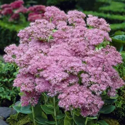 Очиток (седум) БРИЛЛИАНТ в Светлогорске