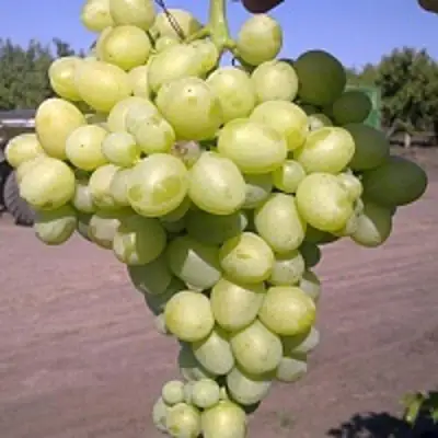 Виноград АРКАДИЯ в Светлогорске