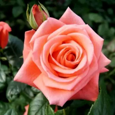 Роза ВАУ чайно-гибридная в Светлогорске