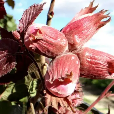 Фундук АЛЫЙ ПАРУС в Светлогорске