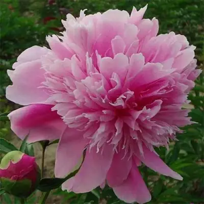 Пион ГОЛУБАЯ ХРИЗАНТЕМА травянистый в Светлогорске