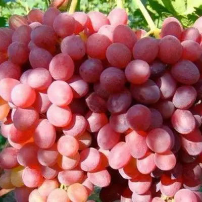 Виноград КИШМИШ КРАСНЫЙ в Светлогорске