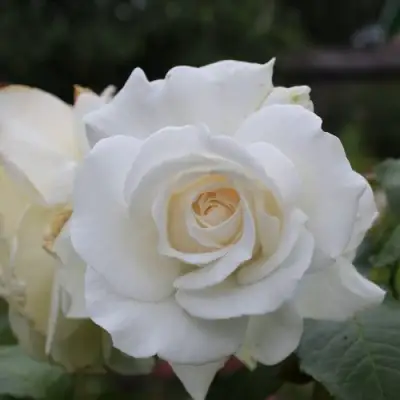 Роза АНАСТАСИЯ чайно-гибридная в Светлогорске