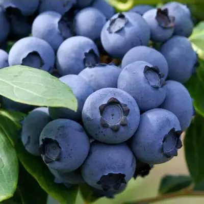 Голубика СПАРТАН в Светлогорске