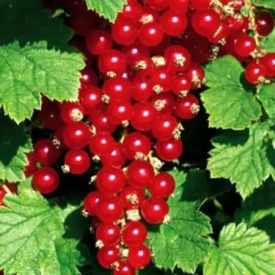 Смородина красная РЕД ЛЕЙК в Светлогорске