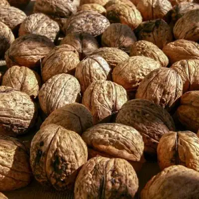 Грецкий орех ПИНСКИЙ в Светлогорске