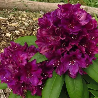 Рододендрон ПОЛАРНАХТ в Светлогорске