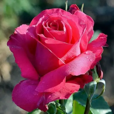 Роза ВИЕН РОУЗ чайно-гибридная в Светлогорске