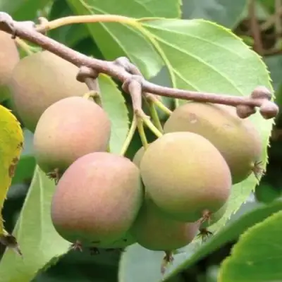 Актинидия ГИБРИДНАЯ КОЛБАСИНОЙ в Светлогорске