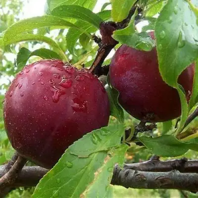 Слива КЛЕОПАТРА в Светлогорске