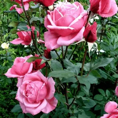 Роза ЭЙФЕЛЕВА БАШНЯ чайно-гибридная в Светлогорске