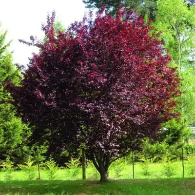 Слива НИГРА растопыреная в Светлогорске