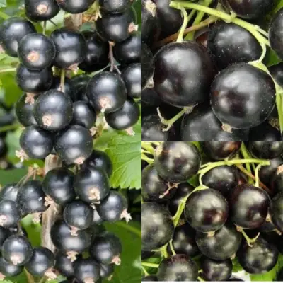 Комплект ЧЕРНАЯ СИЛА в Светлогорске