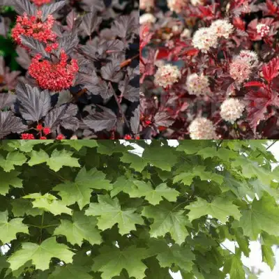 Комплект ОСЕННИЙ КОСТЕР в Светлогорске