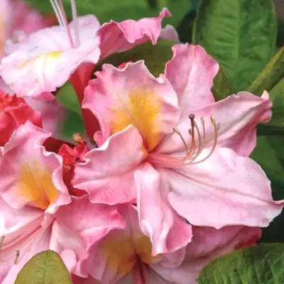 Азалия СЕССИЛЬ листопадная в Светлогорске