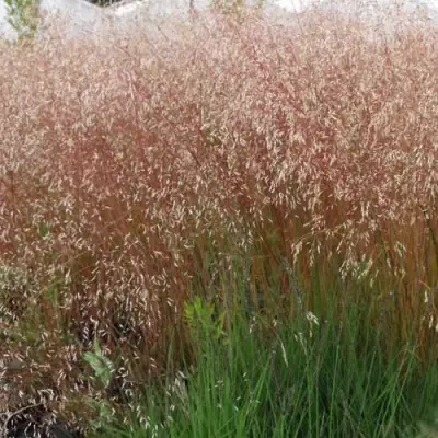 Щучка извилистая в Светлогорске