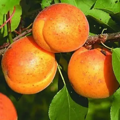 Абрикос СПАДЧЫНА в Светлогорске
