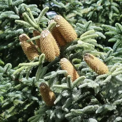 Пихта благородная в Светлогорске