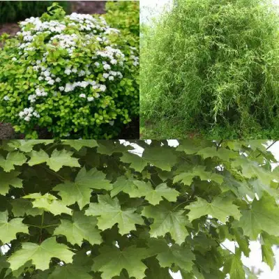 Комплект ЗЕЛЕНЫЙ ОАЗИС в Светлогорске