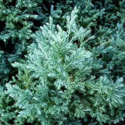 Кипарисовик БУЛЕВАРД горохоплодный в Светлогорске