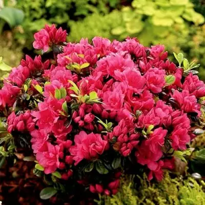 Азалия КАНЗОНЕТТА японская в Светлогорске