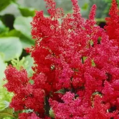 Астильба ЭТНА Арендса в Светлогорске