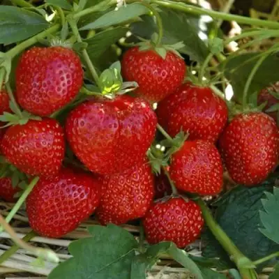 Клубника ЗЕНГА-ЗЕНГАНА в Светлогорске