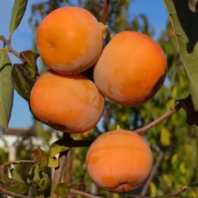 Хурма РОССИЯНКА в Светлогорске