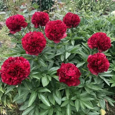 Пион ГАЛАКТИКА травянистый в Светлогорске