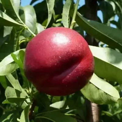 Нектарин БИГ-ТОП в Светлогорске