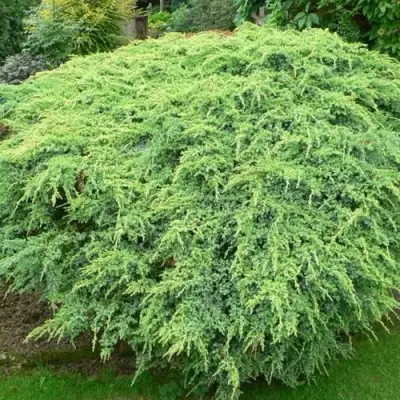 Можжевельник ХОЛГЕР чешуйчатый в Светлогорске